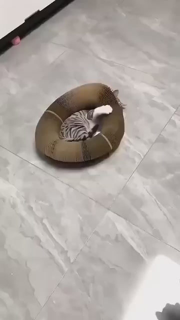 Magic Organ Cat Scratch Plate